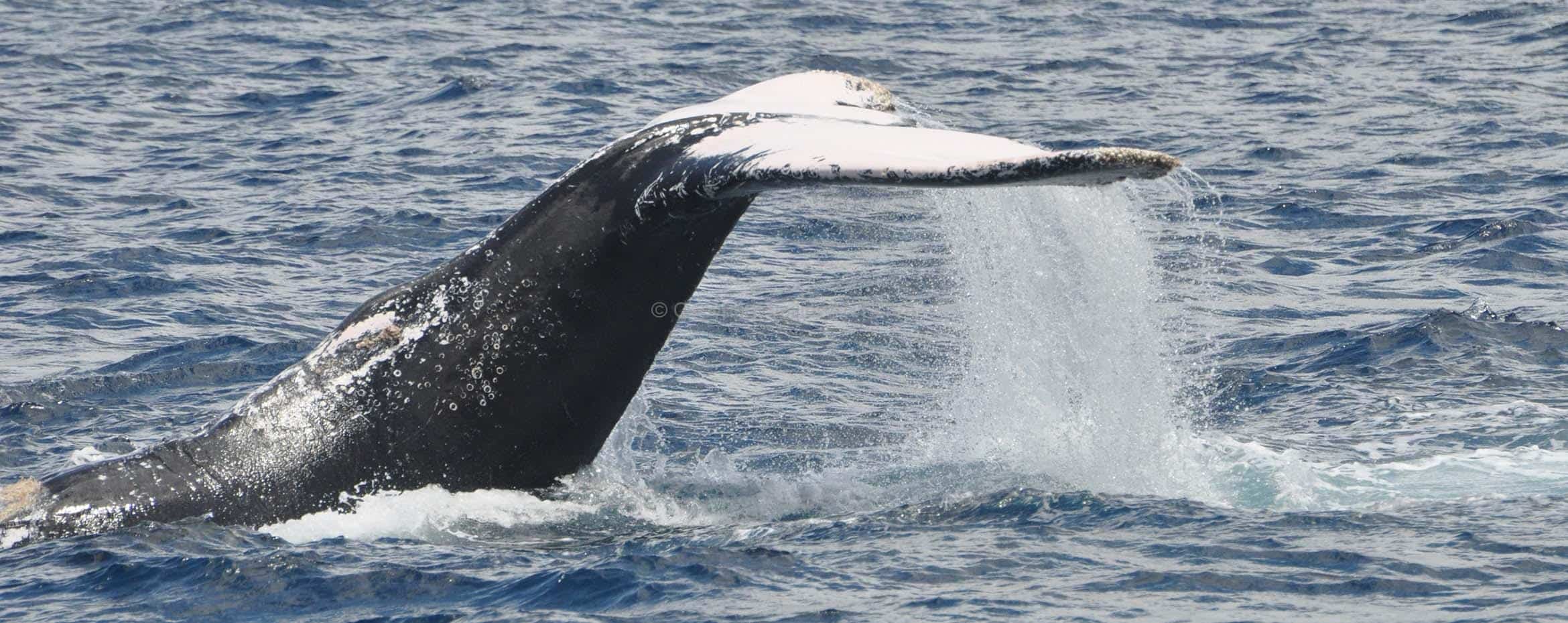 rencontre baleine kayak