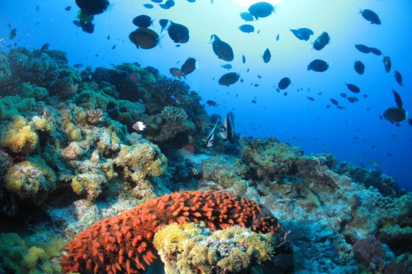 Ankazoberavina snorkel