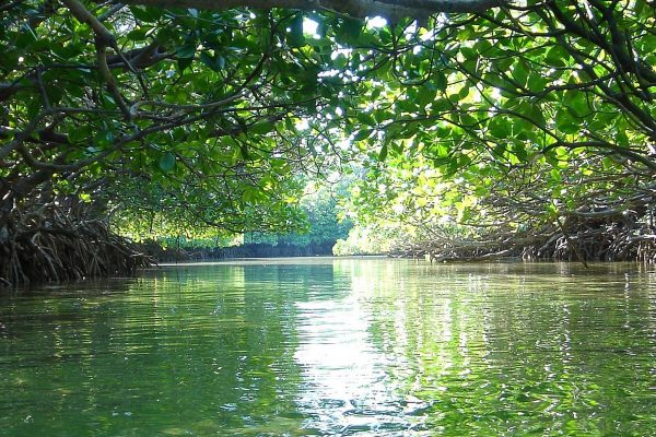 Mangrove